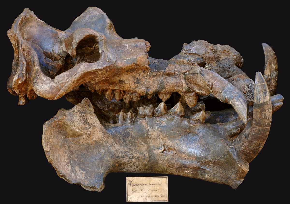 Skull of an individual of the family of Hippopotamidae from the Pleistocene. In the 20 million years before, bigger species of ungulates such as this one became more common, so that ungulates as a group increased in body size through the process of species selection. Copyright: Senckenberg