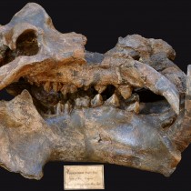 How ungulates got bigger in the Neogene