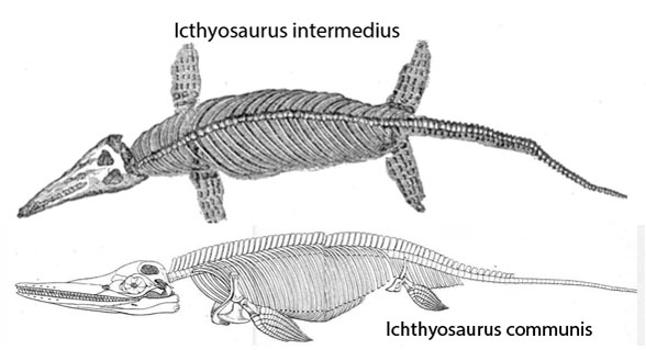 New study confirms the species are the same and that features of Ichthyosaurus intermedius can be found in other ichthyosaur species, including I. communis.