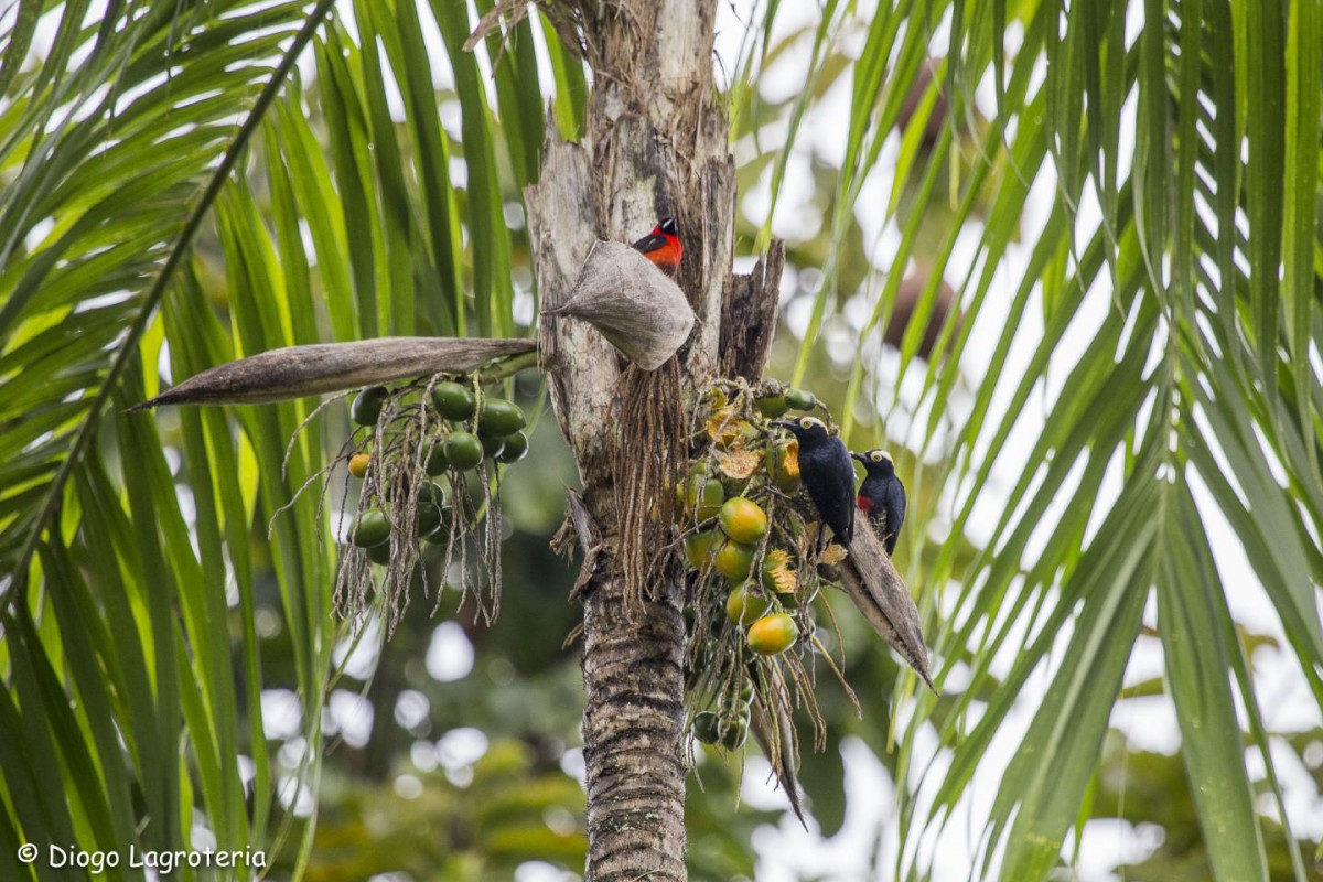 Fruits of peach palm (Bactris gasipaes), an Amazonian domesticated species.
Credit: (c) Diogo Lagroteria