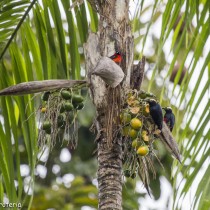 Ancient peoples shaped the Amazon rainforest