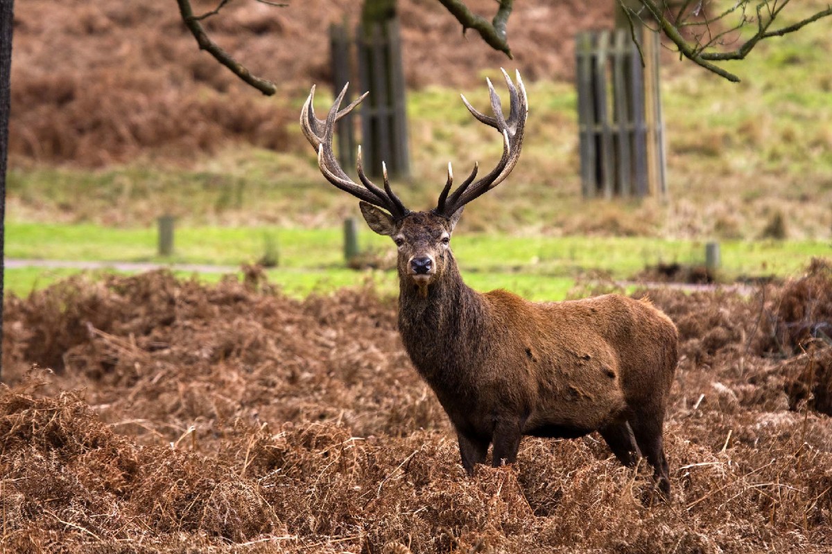 Red deer. 
