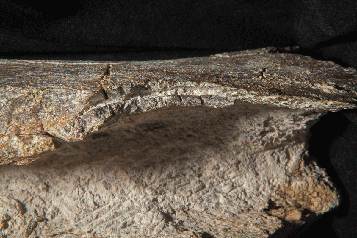 A side view of groove produced by percussion on a mastodon leg bone. Photo Credit: Tom Deméré/San Diego Natural History Museum/New York Times.