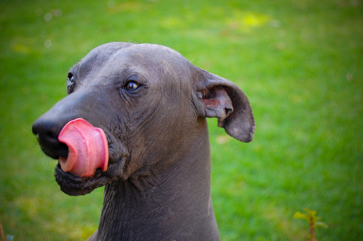 This photograph shows a toy Χoloitzcuintlel, a dog breed that likely descended from dogs that crossed the Bering land bridge with Native American ancestors.