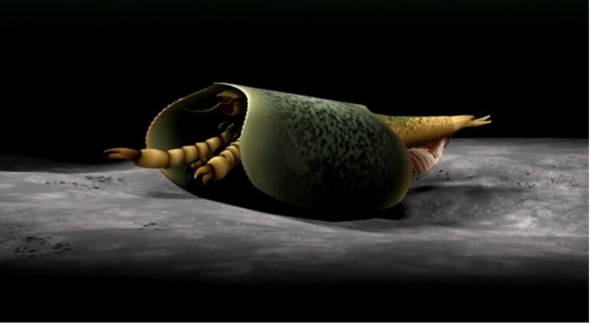 Snapshot of 3-D animation depicting Tokummia walking on the bottom of the seafloor.
Credit: Image credit: 3D animation by Lars Fields. Copyright: Royal Ontario Museum