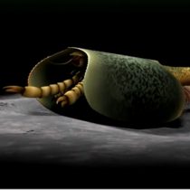 Νew 508-million-year-old sea creature with can opener-like pincers