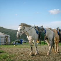 Precision chronology sheds new light on the origins of Mongolia’s nomadic horse culture
