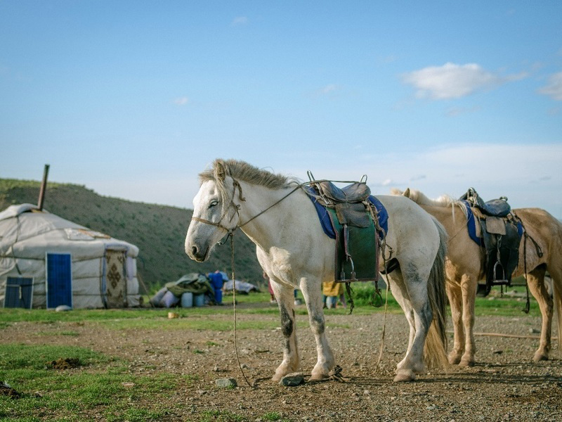 Domestic horses form the center of nomadic life in contemporary Mongolia.
Photo: P. Enkhtuvshin