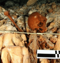New study of Naia skeleton yields information