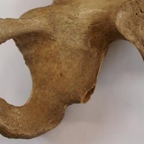 Flawed forensic science may be hampering identification of human remains
