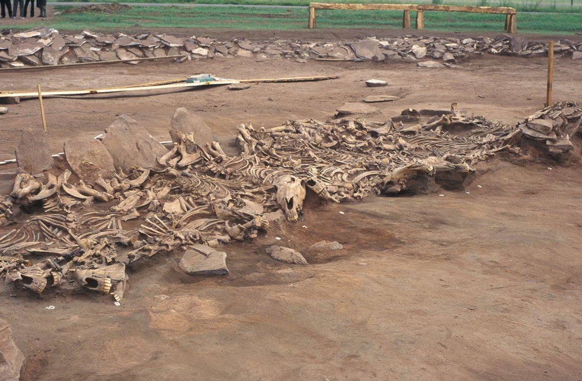 Scythian Kurgan Arzhan 2 (Tuva, Siberia), 7th century BC. Grave 16. View of the unearthed 14 horse skeletons. (Copyright: Michael Hochmuth, German Archaeological Institute, Berlin).
