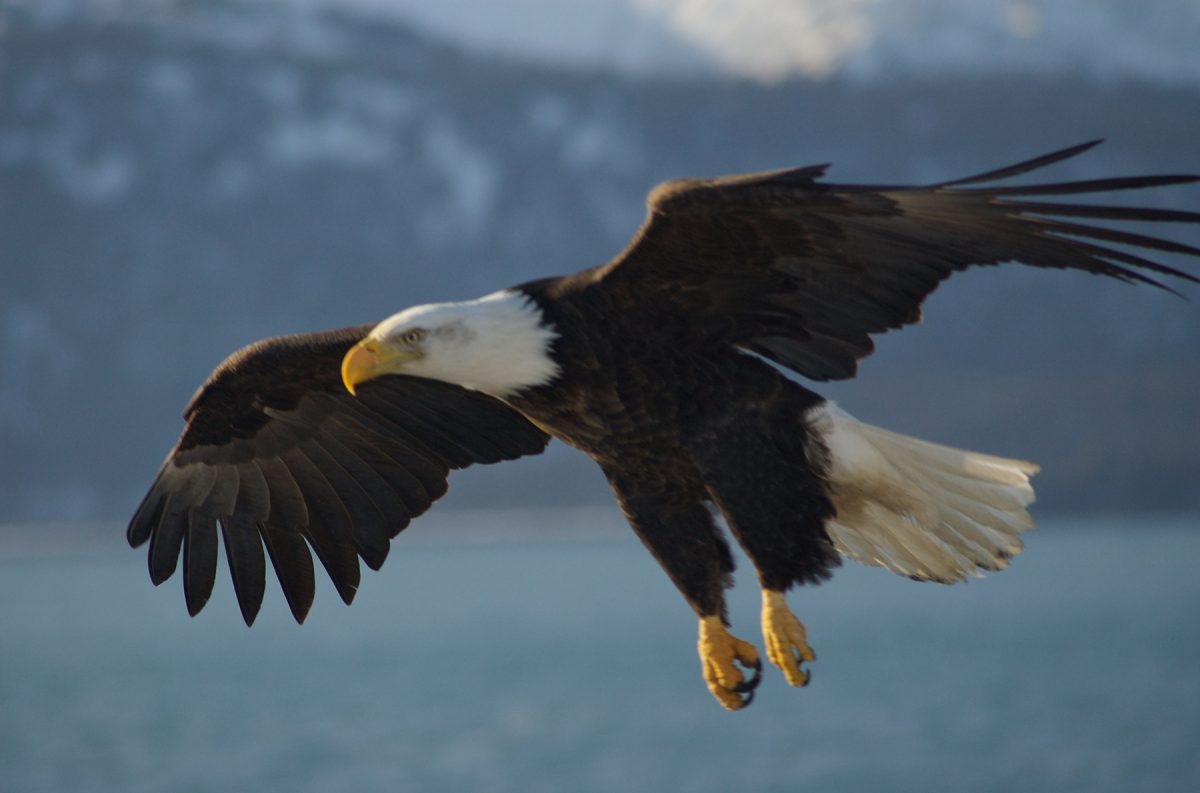 Bald Eagle, Alaska. 
