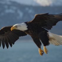 How dinosaurs may have evolved into birds