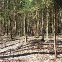 Barrows and outlines of ancient fields found in the Białowieża Forest