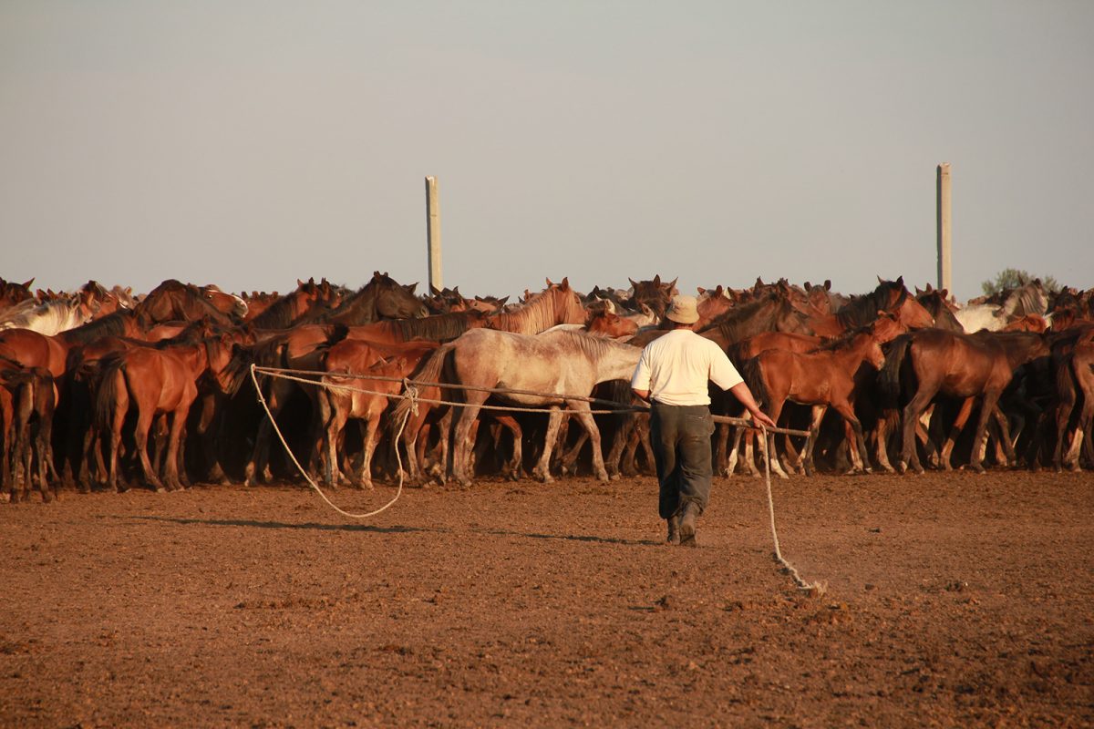 Kazakh horse breeder, catching horses, North Central Kazakhstan. (Copyright: Ludovic Orlando, Natural History Museum of Denmark & CNRS).