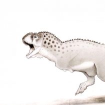 ‘Last African dinosaur’ discovered in Moroccan mine