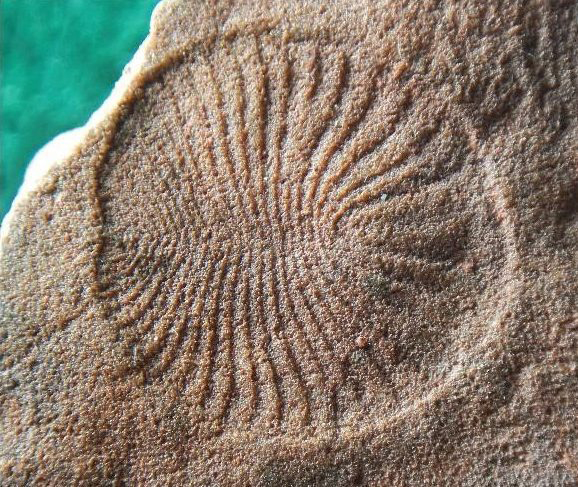 Researchers at UC Riverside are studying the world’s oldest fossil animal, Dickinsonia, to learn more about the evolutionary history of animals. Image Credit: University of California, Riverside