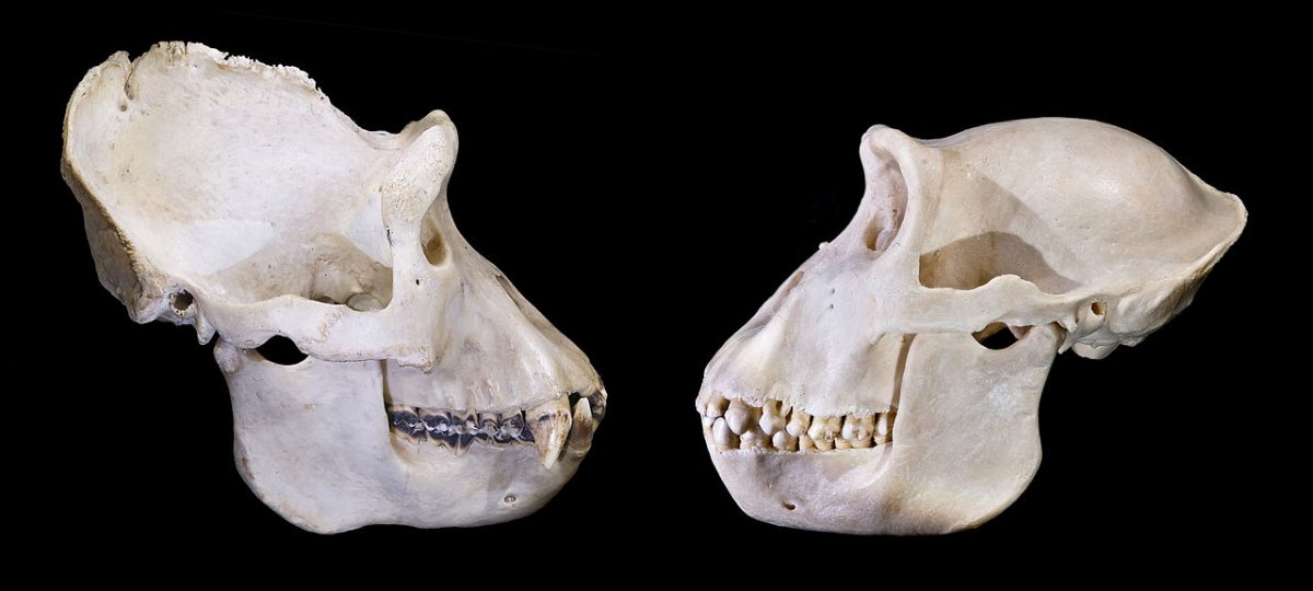 Gorillas: Sexual dimorphism of the skull: adult male left, female right.