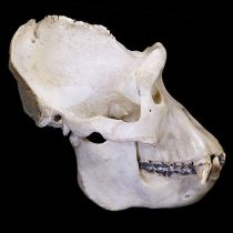 Study could provide first clues about the social lives of extinct human relatives