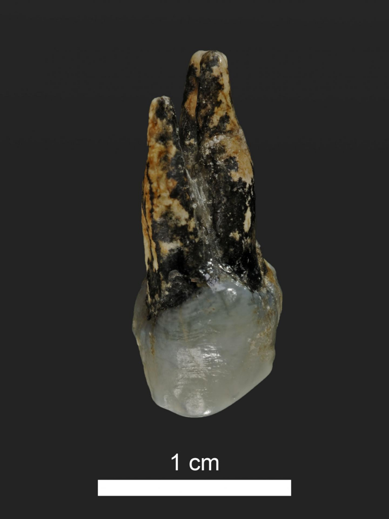 This is a 7.24 million year old upper premolar of Graecopithecus from Azmaka, Bulgaria. Credit : Wolfgang Gerber, University of Tübingen