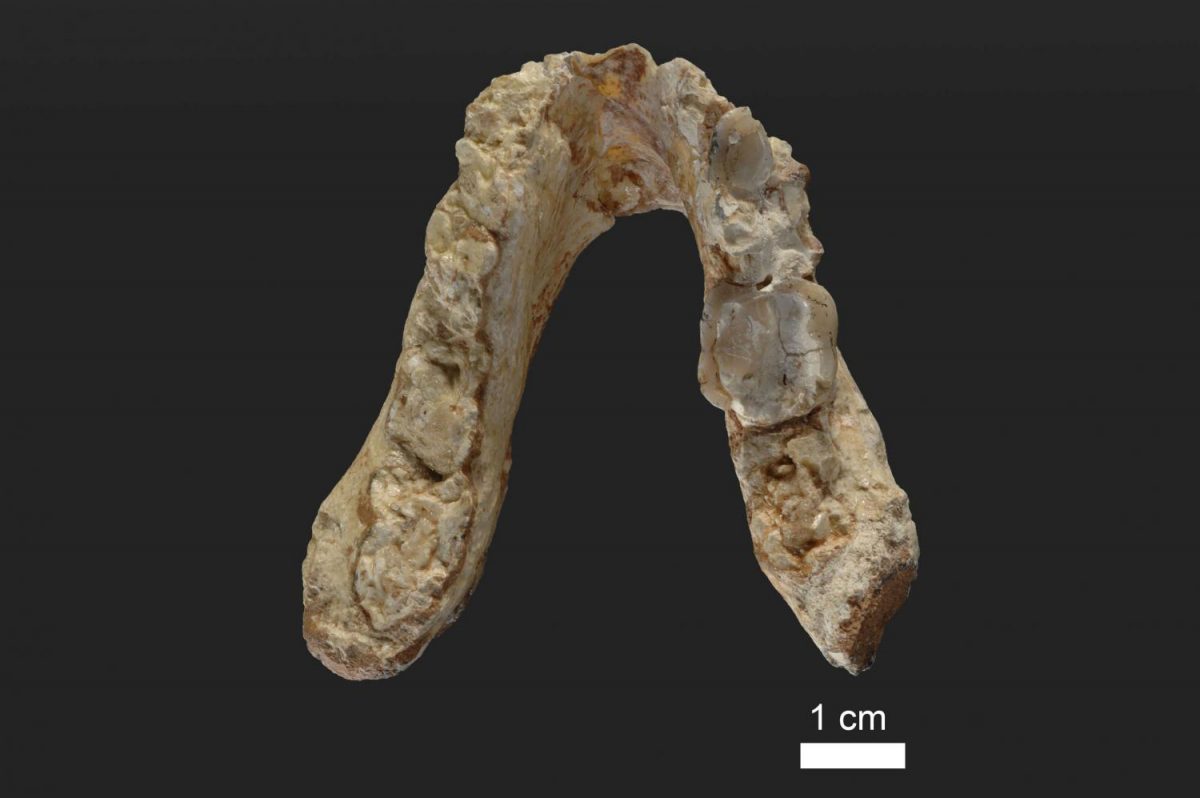 The lower jaw of the 7.175 million year old Graecopithecus freybergi (El Graeco) from Pyrgos Vassilissis, Greece (today in metropolitan Athens). Credit: Wolfgang Gerber, University of Tübingen