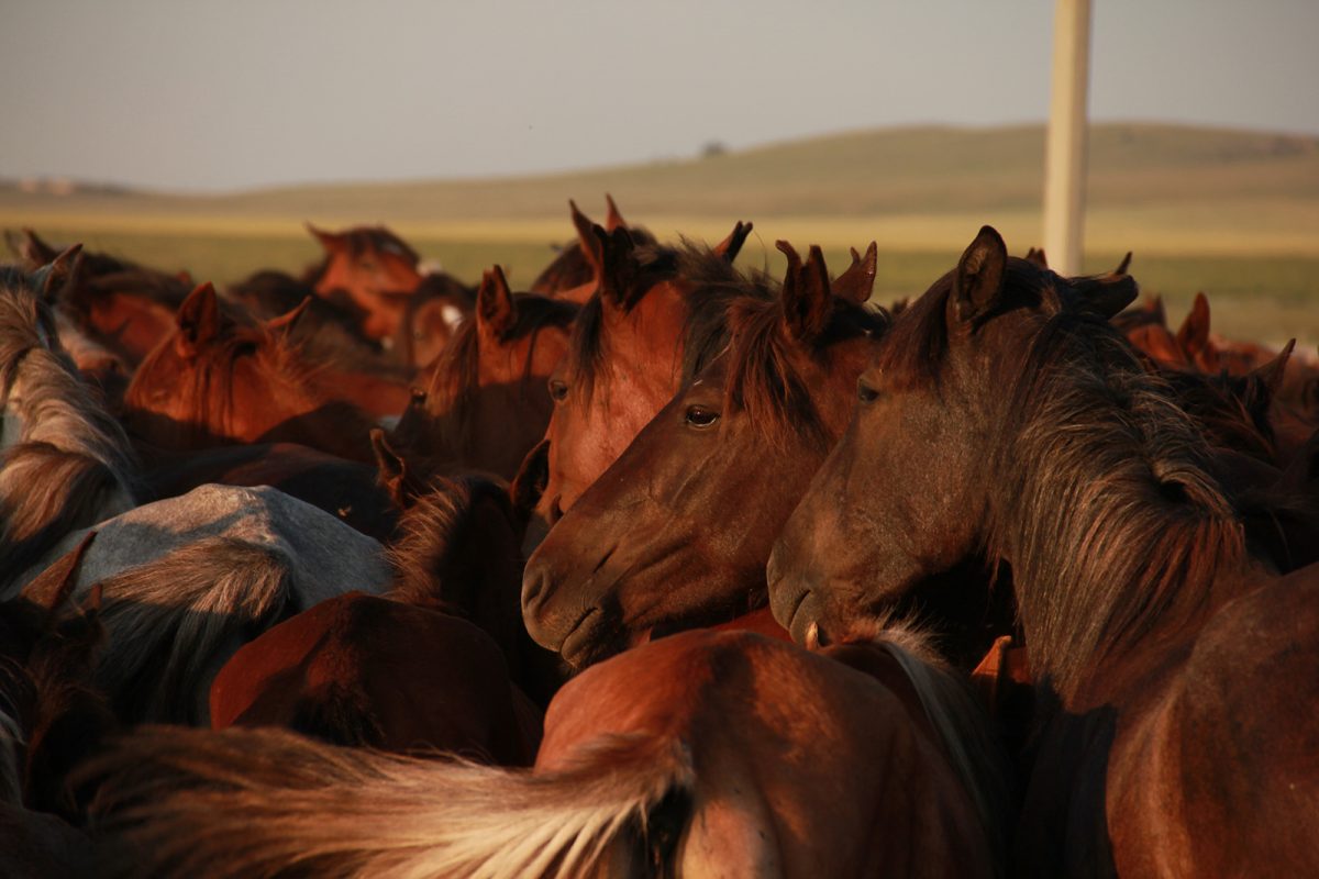 Kazakh horses, North Central Kazakhstan. (Copyright: Ludovic Orlando, Natural History Museum of Denmark & CNRS)