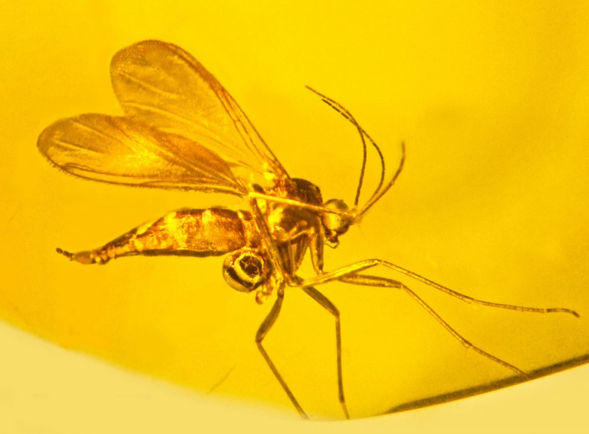 A fungus gnat trapped in amber some 45-55 million years ago is carrying on the upper portion of its severed leg a pollen sac from an orchid – the oldest evidence of the flower ever discovered. Credit: George Poinar 