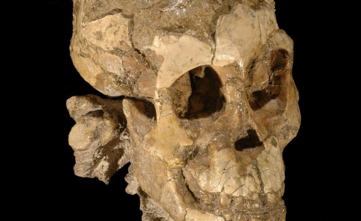 The almost perfect fossil skeleton of a 2 1/2 year-old toddler was discovered at Dikika, Ethiopia. Credit: Zeray Alemseged, University of Chicago