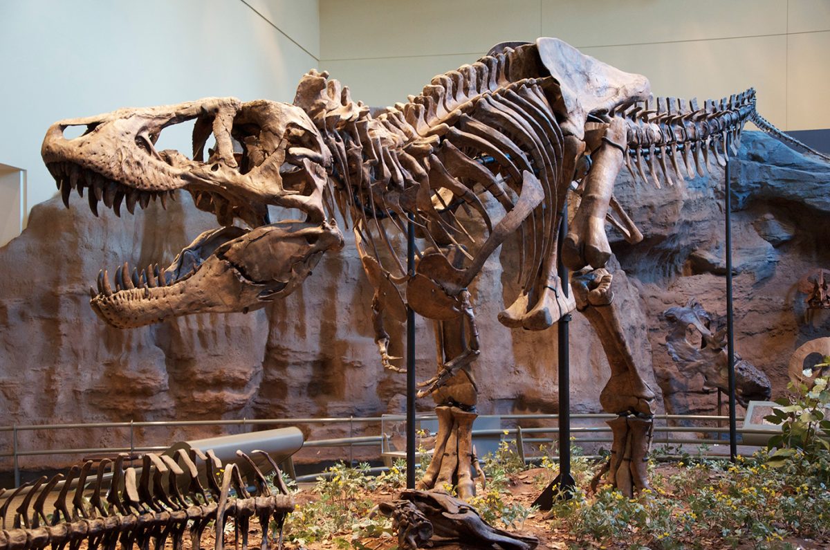 Tyrannosaurus rex holotype specimen at the Carnegie Museum of Natural History, Pittsburgh. Author: Scott Robert Anselmo. This file is licensed under the Creative Commons Attribution-Share Alike 3.0 Unported license.