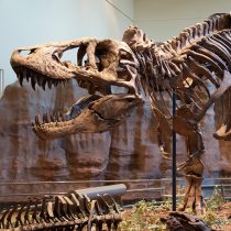 Collagen from a Tyrannosaurus rex bone proves Jurassic Park will never exist