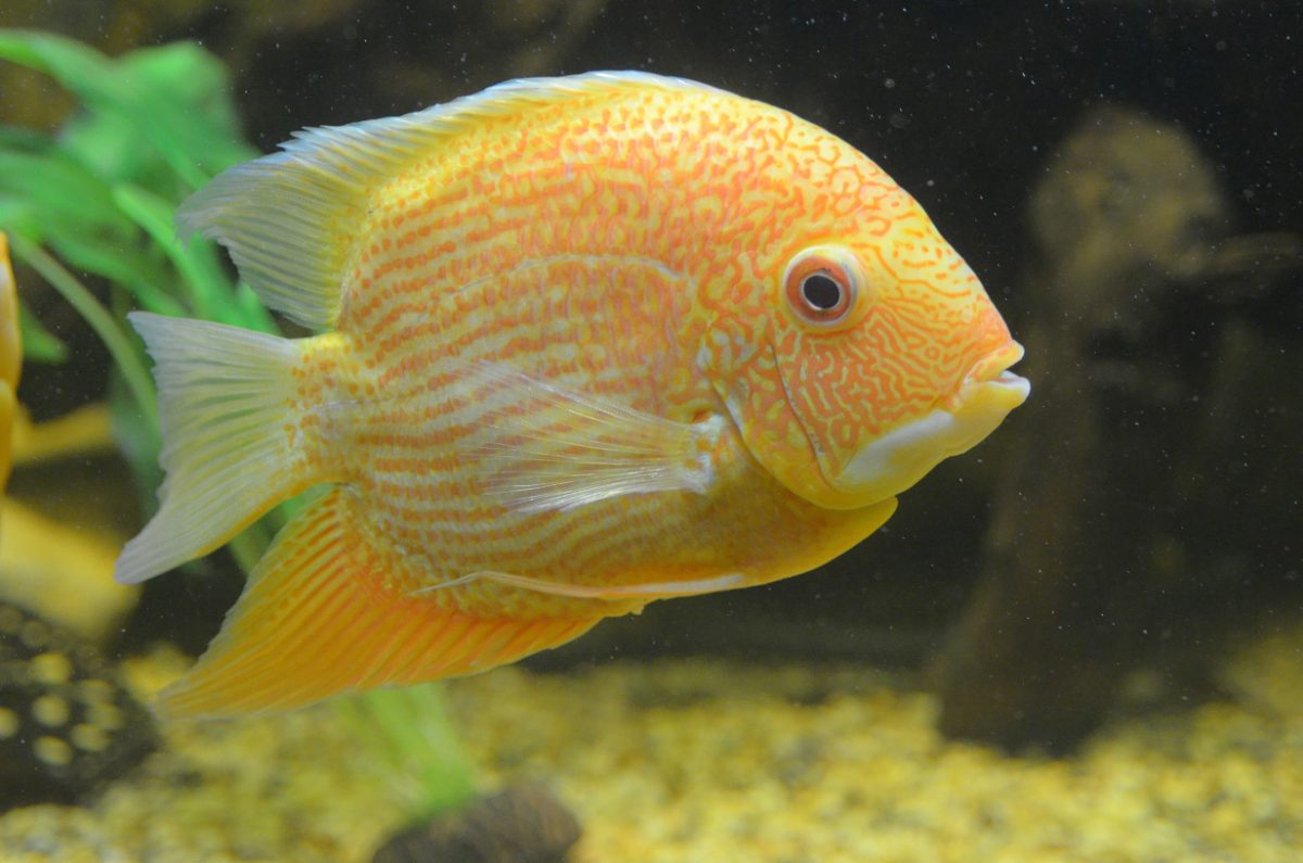 Example of a cichlid.