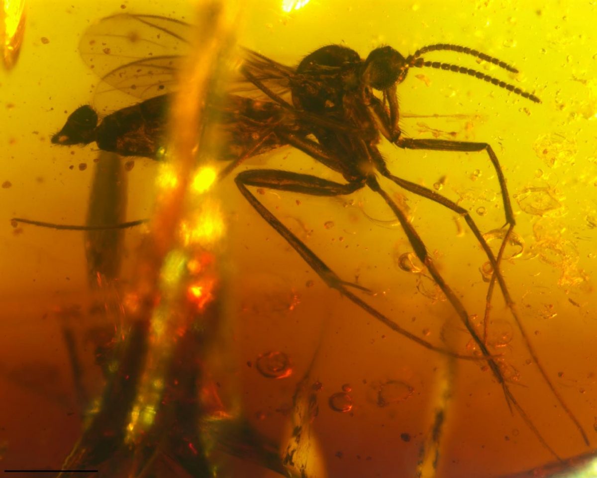 This is Palaeognoriste orientale, a new species of Lygistorrhinidae in Indian amber, which has its closest relatives in European Baltic amber. Scale bar: 0.5mm. Credit: Frauke Stebner 