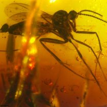 Time flies: Insect fossils in amber shed light on India’s geological history