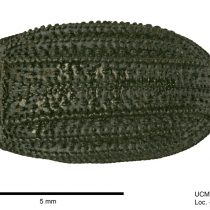 Fossil beetles suggest that LA climate has been relatively stable for 50,000 years