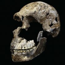 Young Homo naledi surprises