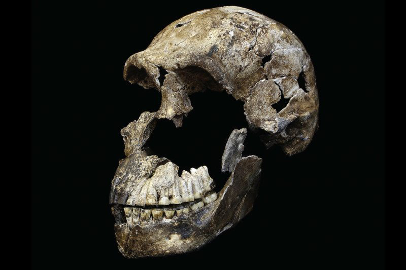 Skull of Homo naledi. Credit: 
Wits University/John Hawks