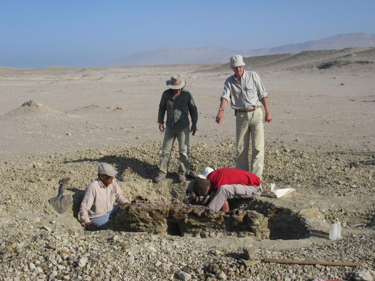 Members of the excavation team digging around the skeleton of  Mystacodon selenensis at the Media Luna locality in the Pisco Basin, Peru. Credit: Giovanni Bianucci
