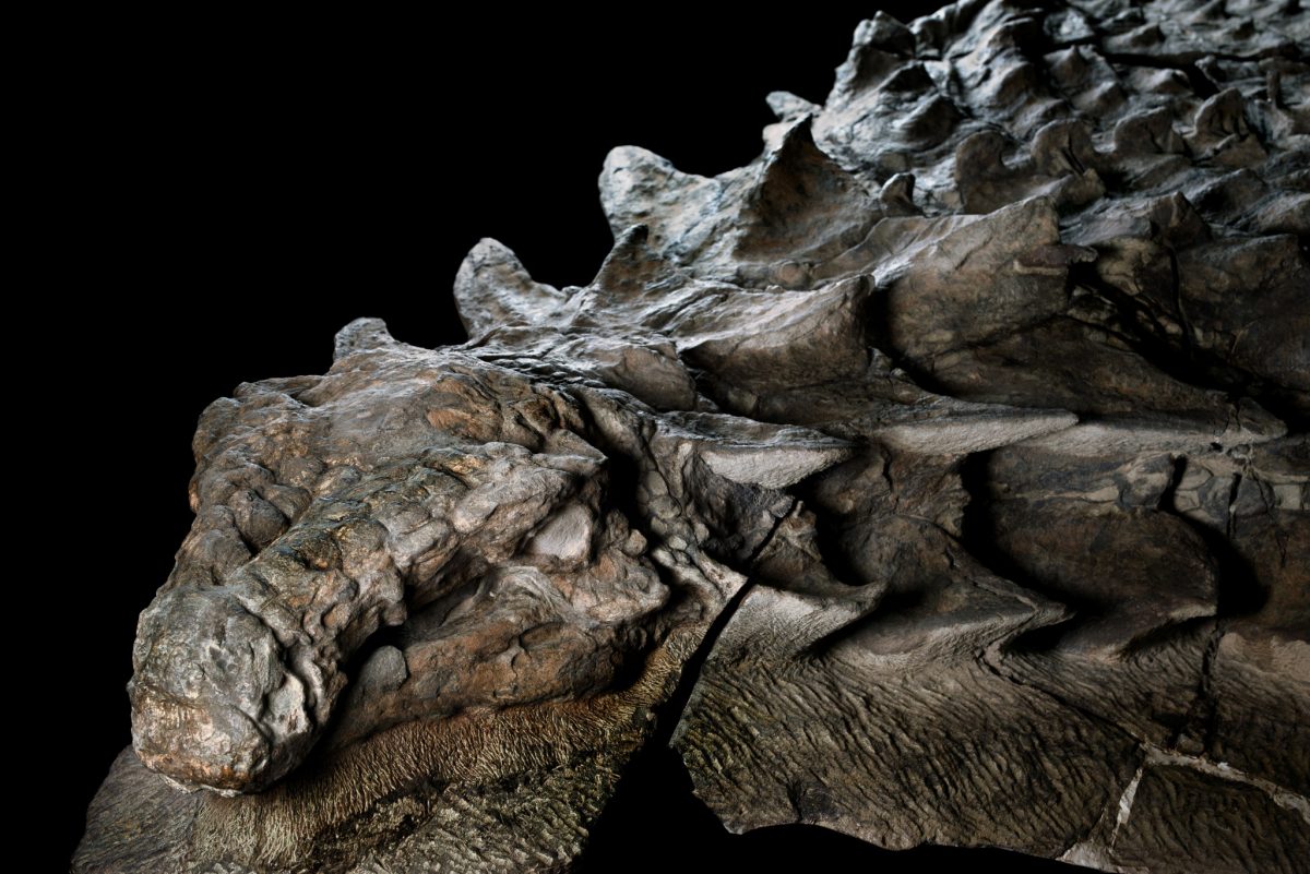 Nodosaur, The centrepiece of the exhibit is a new species of dinosaur discovered at the Suncor Millennium Mine near Fort McMurray in 2011.