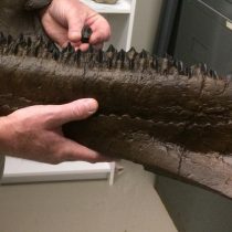 Rare tooth find reveals horned dinosaurs in eastern North America