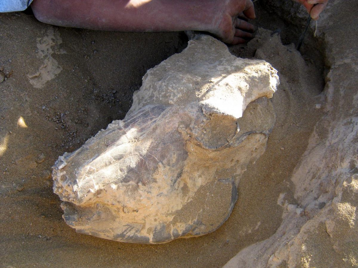 This wildebeest fossil skull was excavated at the Ledi-Geraru research site, Ethiopia. Credit: Josh Robinson.