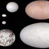 How eggs got their shapes