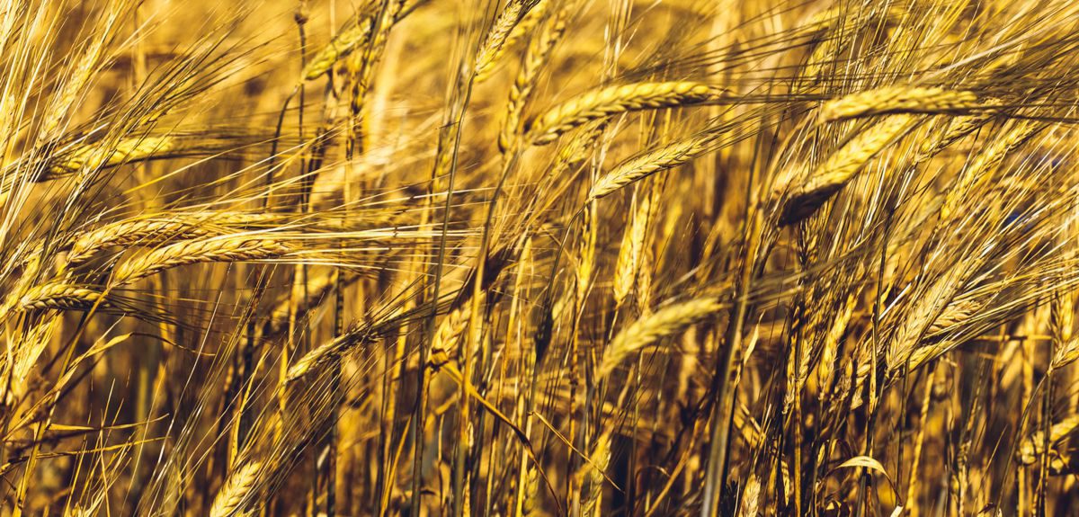 The researchers, led by a team from the University of Oxford, used stable carbon and nitrogen isotope analysis of charred ancient grains to reconstruct the conditions under which crops grew, building up a picture of how farming practice changed over time.