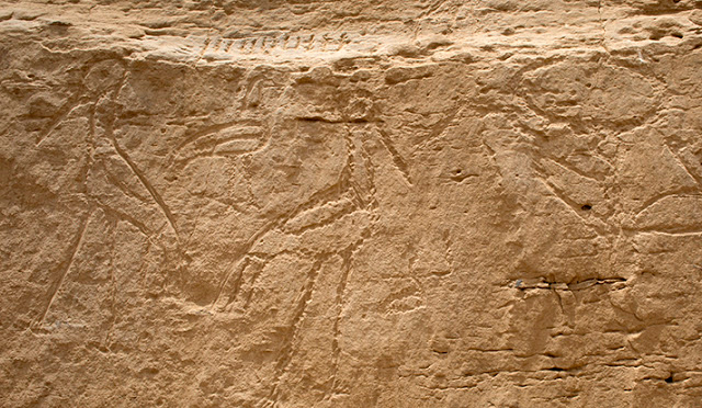 The newly discovered panel of signs features images of a bull’s head on a short pole followed by two back-to-back 
saddlebill storks with a bald ibis bird above and between them. This arrangement of symbols is common
 in later Egyptian representations of the solar cycle and with the concept of luminosity. 
Credit: Yale University.