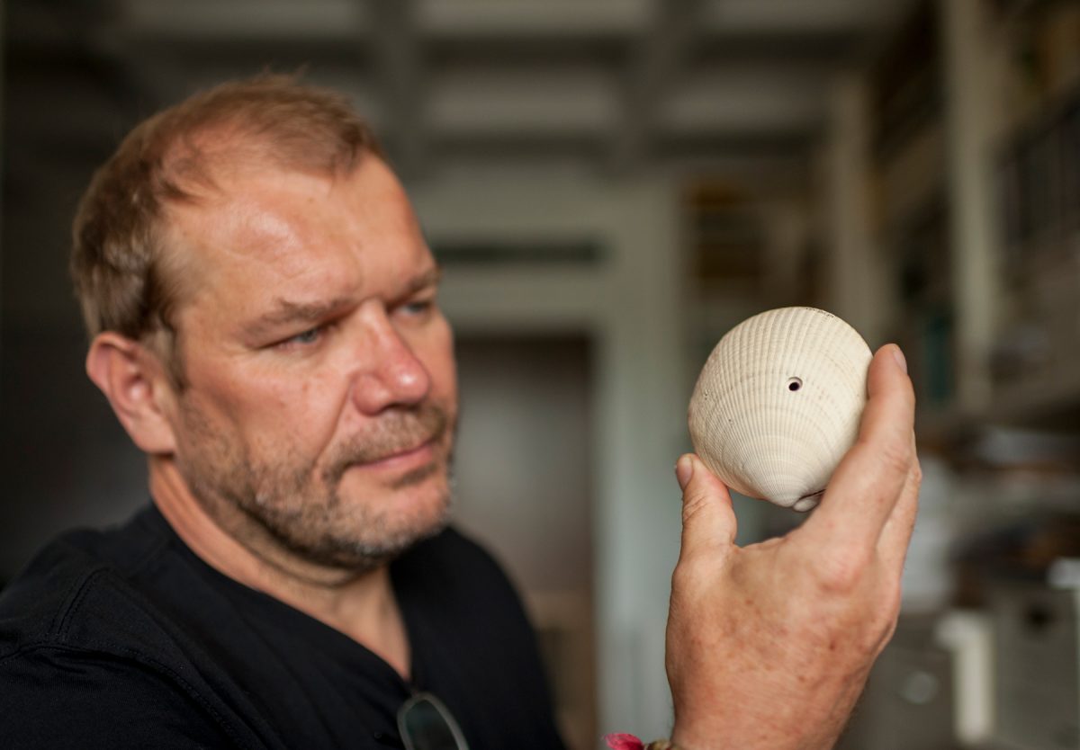 Michal Kowalewski, a researcher with the Florida Museum of Natural History at the University of Florida, holds an American bittersweet shell. The hole in the shell testifies to the mollusk's grisly end as a meal for a drilling predator. This fossil is about 2 million years old. (Photo by Kristen Grace, Florida Museum of Natural History).