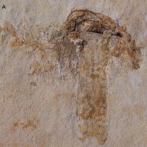 Scientists find world’s oldest fossil mushroom