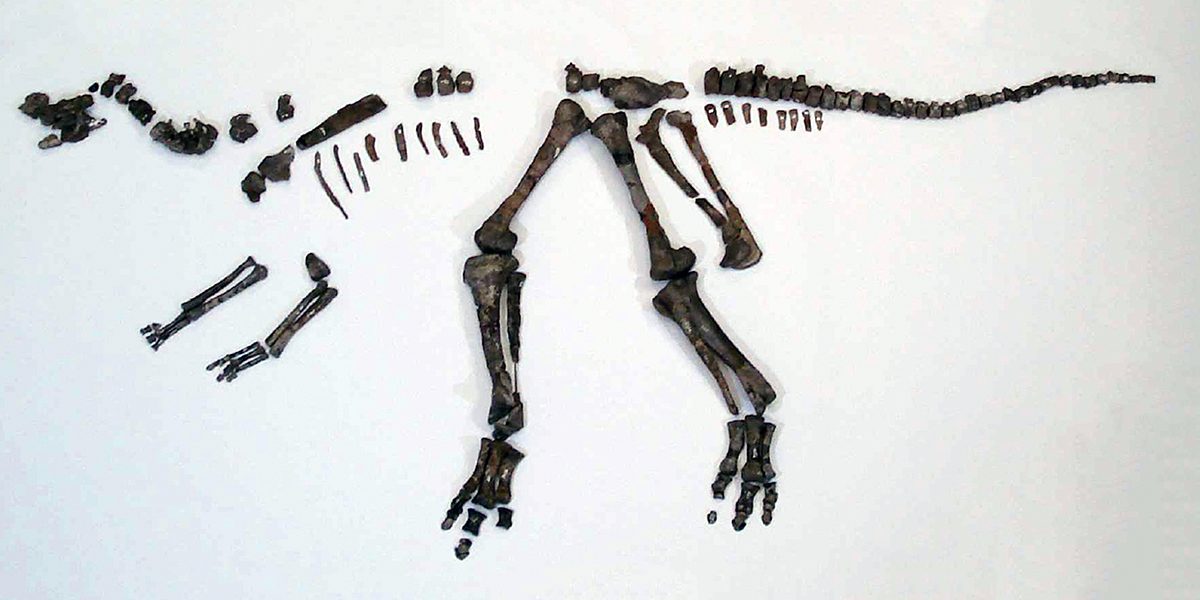 The complete skeleton of Nipponosaurus sachalinensis kept at the Hokkaido University Museum.