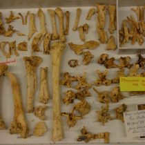 Which extinct ducks could fly?