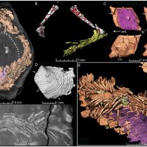 3D-modelling shows food residues in 230 million year old fossil faeces