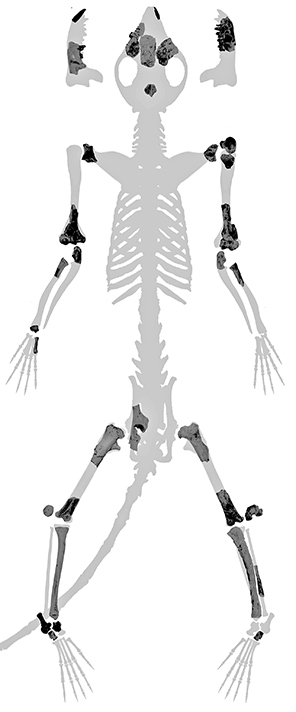 A new analysis of this 62-million-year-old partial skeleton of Torrejonia, a small mammal from an extinct group of primates called plesiadapiforms, had skeletal features adapted for living in trees.