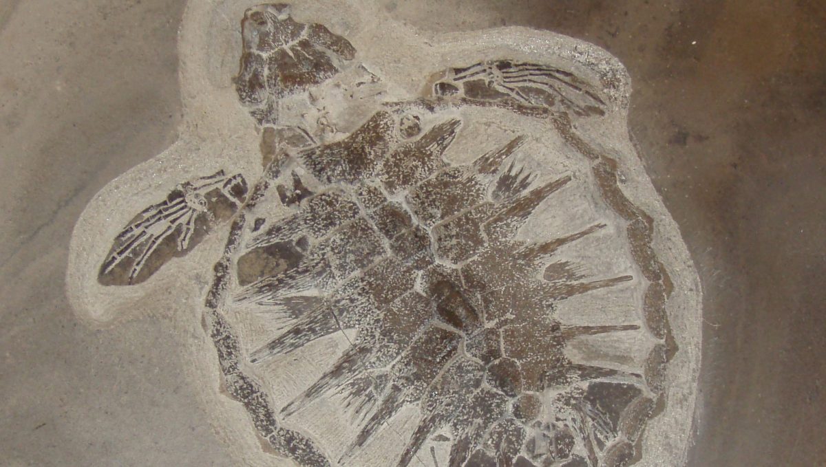 T. danica fossil from the Fur Formation.